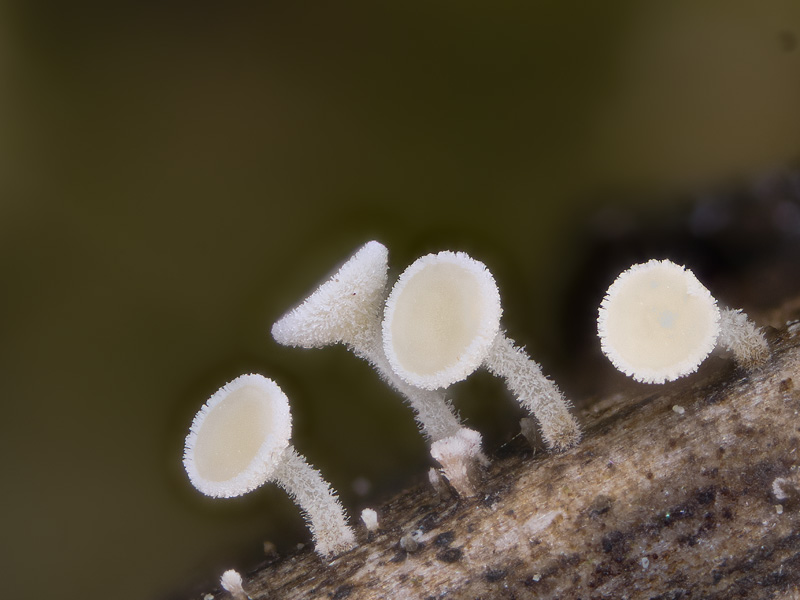 Lachnum nudipes